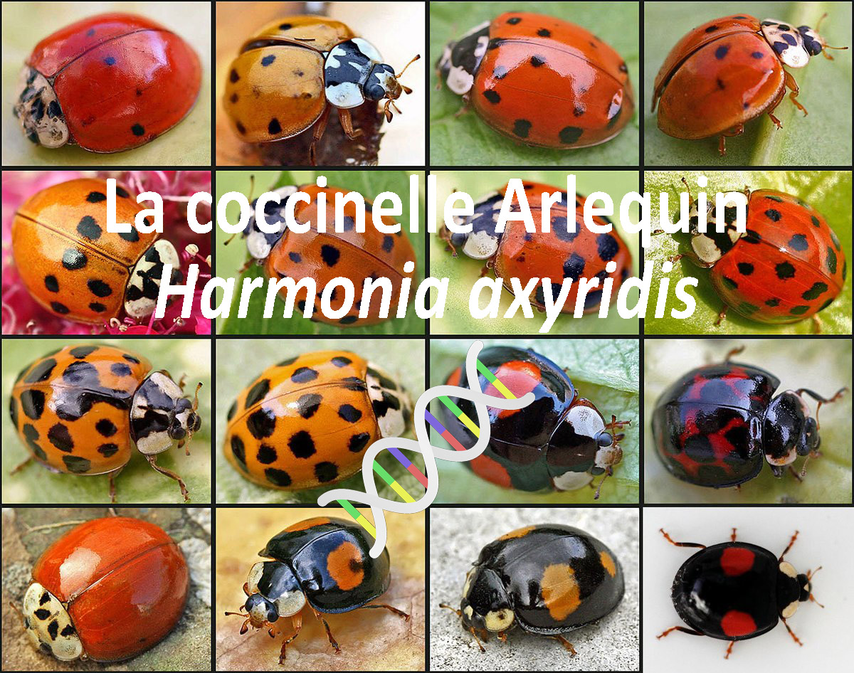 2nde Utilisation d Anag ne pour comparer les diff rents all les de la Coccinelle arlequin